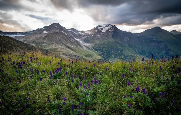 Flowers, Mountains, Meadow