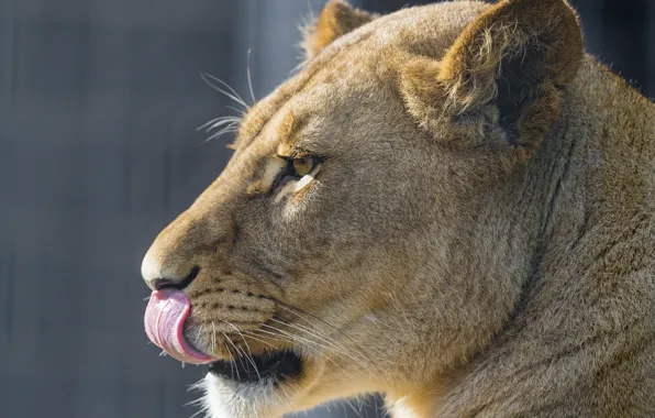 Picture language, cat, face, profile, lioness, ©Tambako The Jaguar