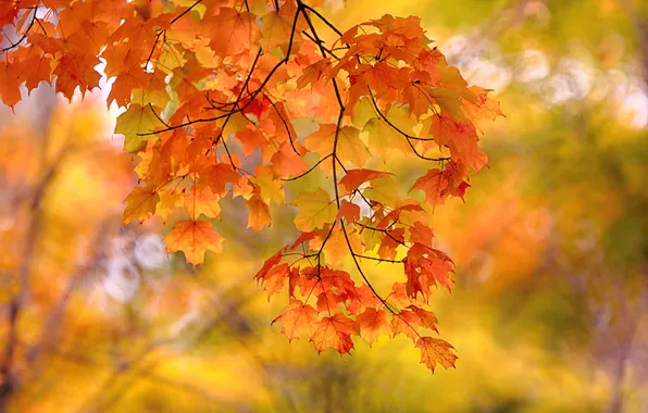 Autumn, leaves, macro, branch