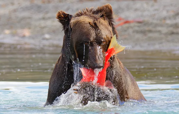 Face, fishing, fish, bear, pond, brown, mining