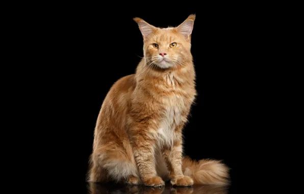 Picture cat, red, black background, Maine Coon