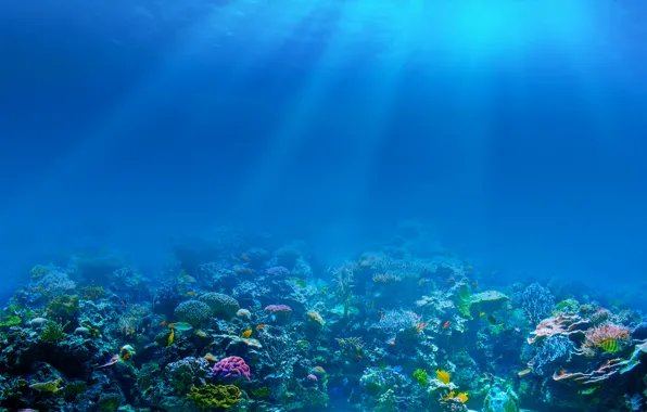 Sea, fish, the bottom, corals, underwater world, rays of light