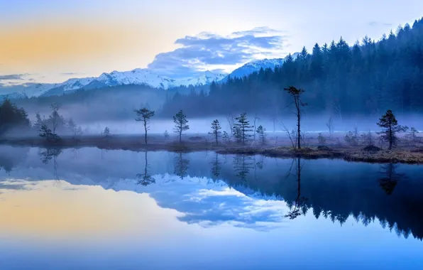 Picture forest, trees, lake, fog, Morning