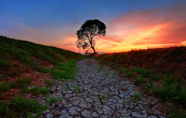 Picture the sky, grass, sunset, cracked, tree, the ground