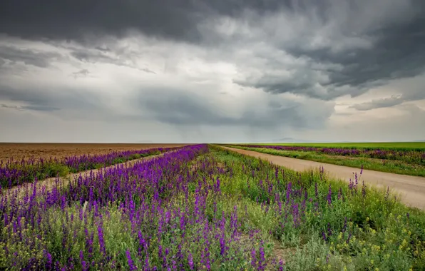 Picture road, field, summer