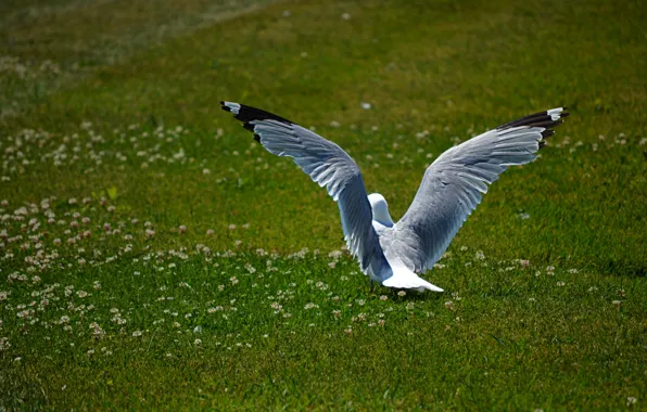 Nature, Grass, Bird, Seagull, Nature, Grass, Seagull