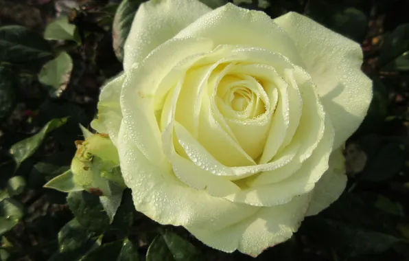 Rosa, rose, yellow, autumn, mamala ©