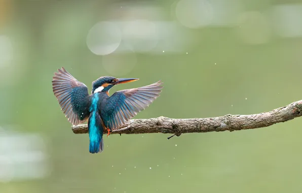 Bird, wings, branch, Kingfisher