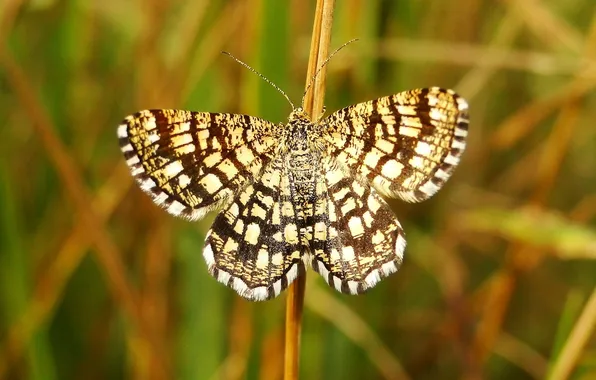 Insects, macro, butterfly, wings, beautiful, straw, closeup