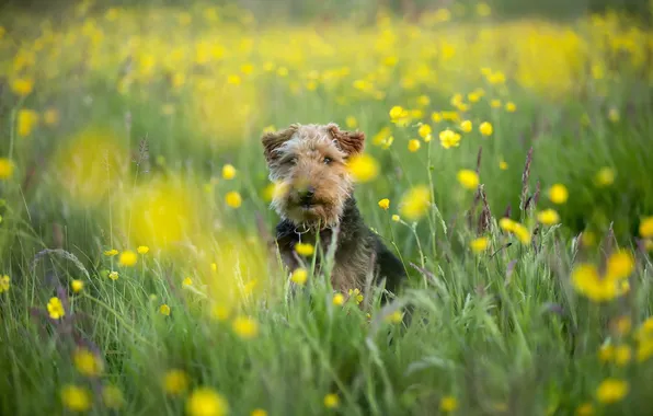 Summer, look, each, dog