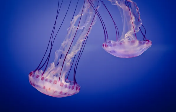 Picture aquarium, jellyfish, Jelly