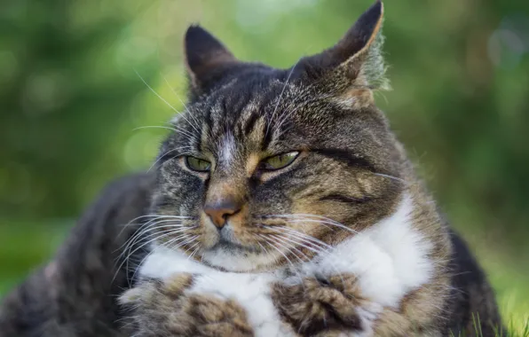 Picture cat, cat, look, face, grey, background, portrait, lies