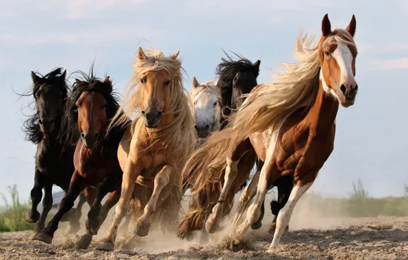 The sky, horse, running, the herd