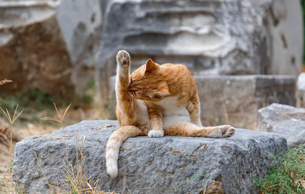 A ginger cat, licking, sitting on a rock