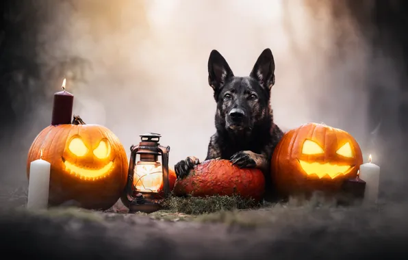 Picture look, face, dog, candles, lantern, pumpkin, Halloween, Jack's lamps