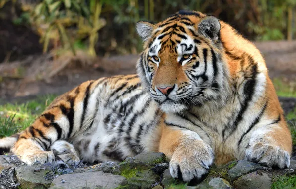 Picture look, cats, tiger, stones, background, lies, wild cats, wildlife