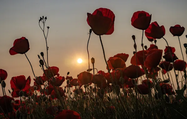 Summer, the sky, the sun, sunset, flowers, stems, Maki, the evening