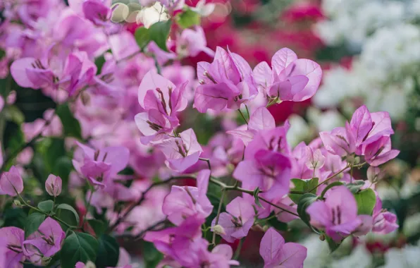 Leaves, flowers, branches, blur, spring, pink, flowering, a lot