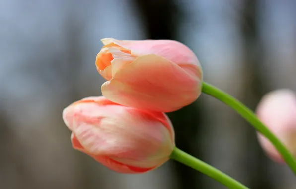 Flowers, spring, tulips