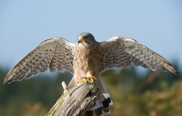 Bird, wings, log, Falcon, Kestrel