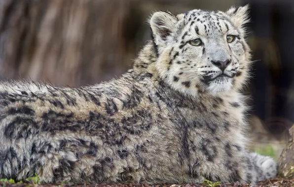 Cat, look, wet, IRBIS, snow leopard, cub, ©Tambako The Jaguar