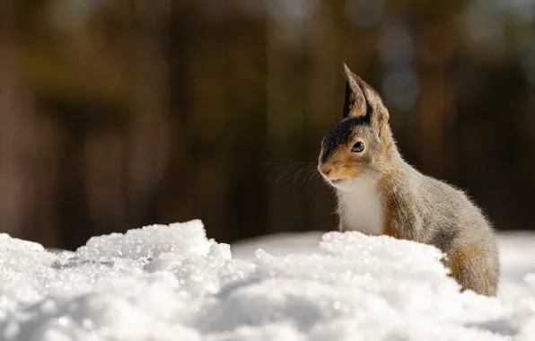 Winter, snow, the dark background, protein, the snow, grey, bokeh