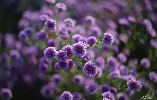 Macro, flowers, nature, lilac