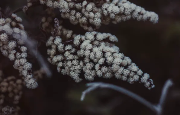Frost, autumn, frost, November