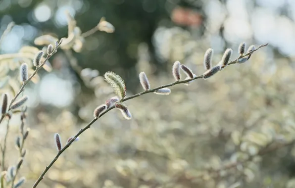 Branches, glare, flowering, Verba, IVA, willow, Rakita