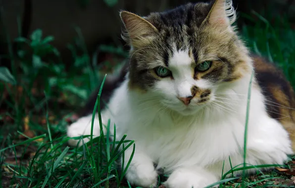 Cat, grass, cat, look, pose, portrait, lies, face