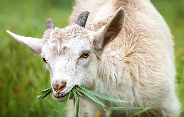 Grass, horns, goat