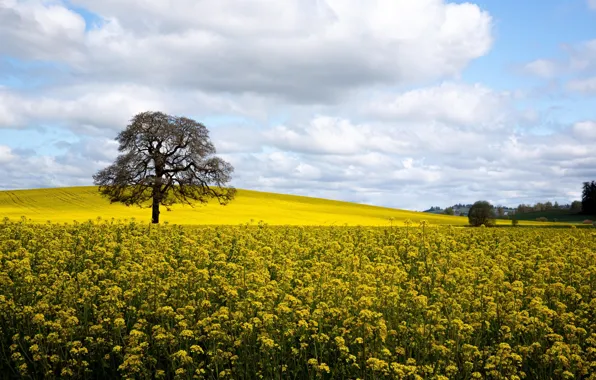 Picture trees, field, Oregon, nature, flowers, clouds, plants, marigolds