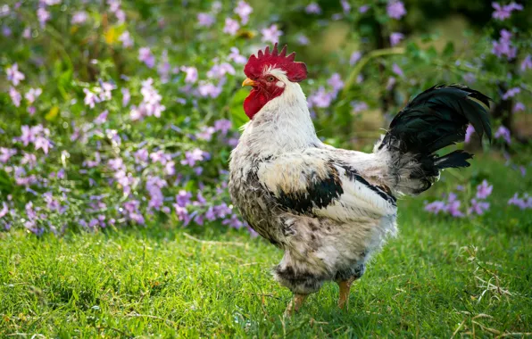 Greens, white, summer, grass, flowers, nature, background, bird