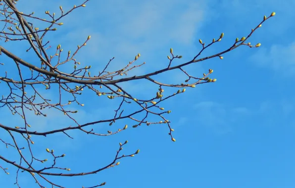 The sky, branches, nature, widescreen, Wallpaper, branch, spring, wallpaper
