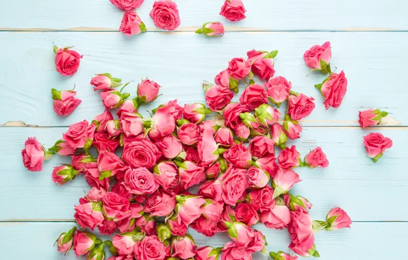 Flowers, roses, pink, buds, wood, pink, flowers, roses