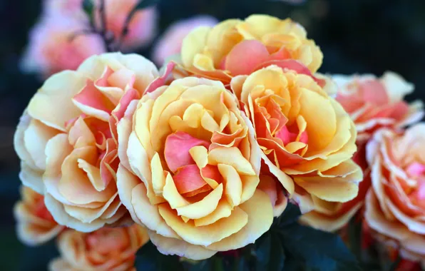 Macro, roses, petals