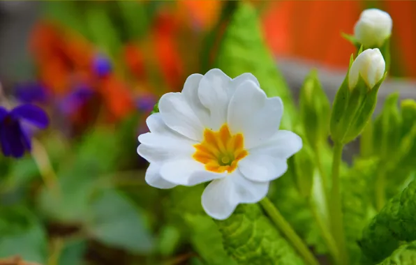 Picture Spring, Flower, Spring, Bokeh, Bokeh, White flower, Primula, Primula