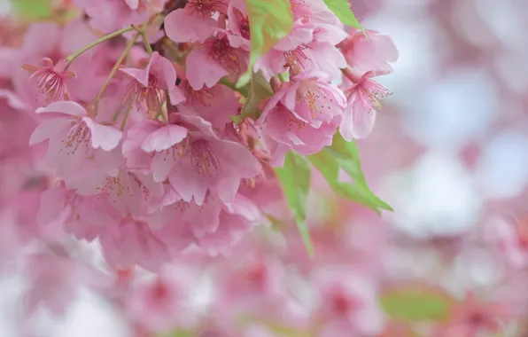 Leaves, macro, flowers, cherry, blur, spring, Sakura, pink