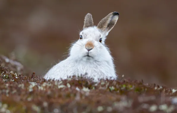 Look, background, hare, ears, face, Hare