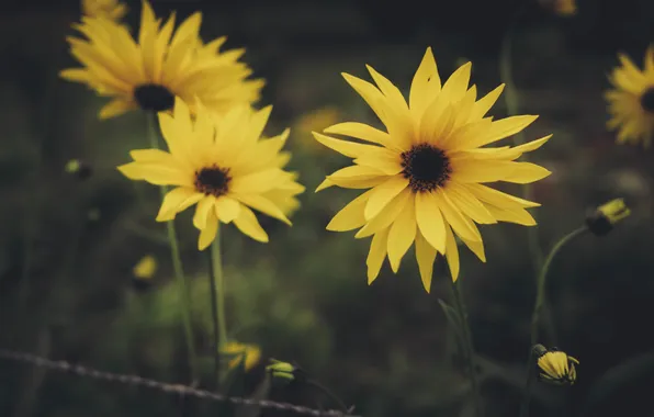 Picture flowers, yellow, petals