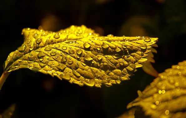 BACKGROUND, NATURE, ROSA, WATER, DROPS, LEAVES, DARK, LEAF