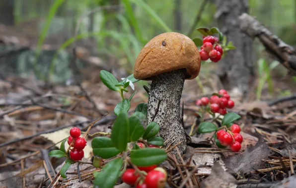 Nature, berries, boletus, cranberries, Sverdlovsk oblast, mushrooms in the Urals, krasnogolowy, middle Urals