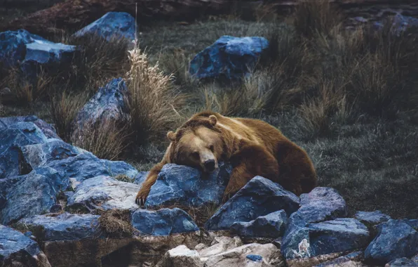 Nature, stones, predator, brown bear