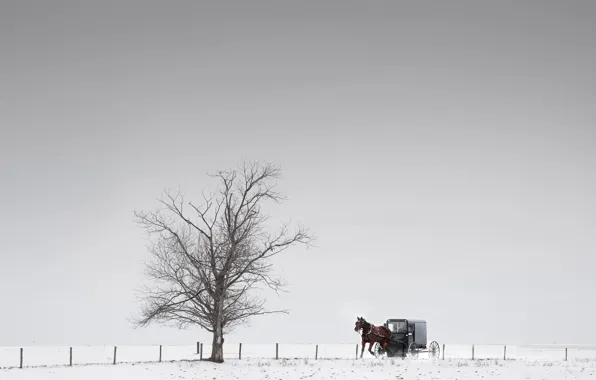 Tree, horse, wagon