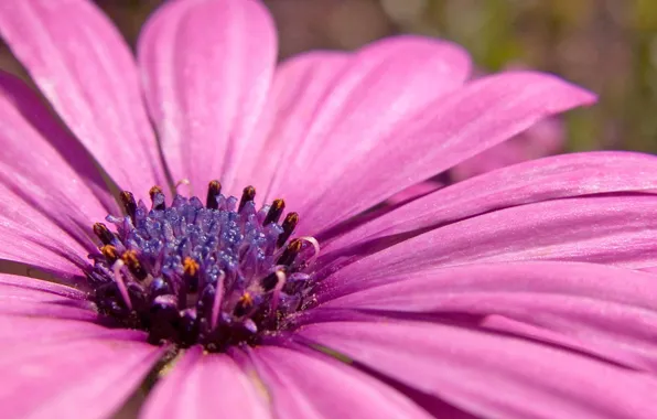 Purple, pollen, plant