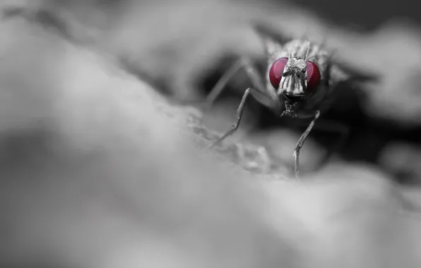 Macro, fly, background