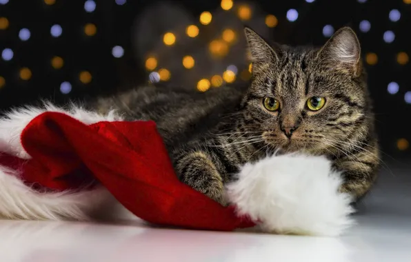 Cat, cat, look, pose, Christmas, New year, lies, face