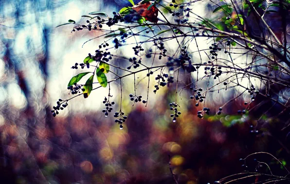 Leaves, color, drops, nature, berries, photo, background, branch