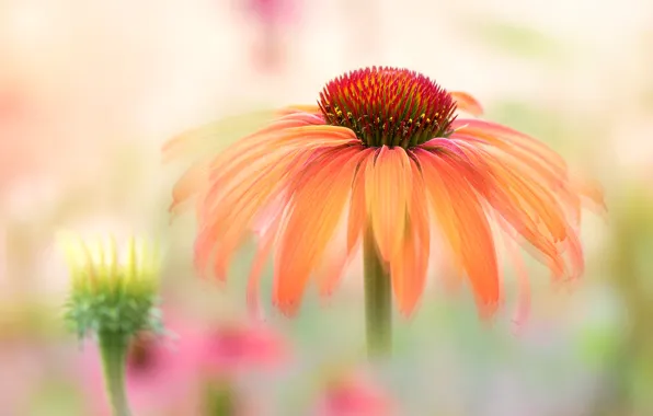 Flower, macro, orange, blur, light background, bokeh, rudbeckia