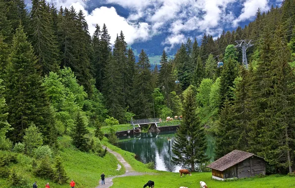 Picture greens, forest, grass, clouds, trees, mountains, height, Switzerland